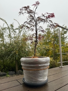 Pflanzen Winterhart machen mit Luftpolsterfolie und Stretchfolie
